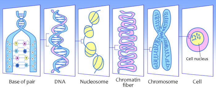 “DNA”: Encoding Genetic Instructions