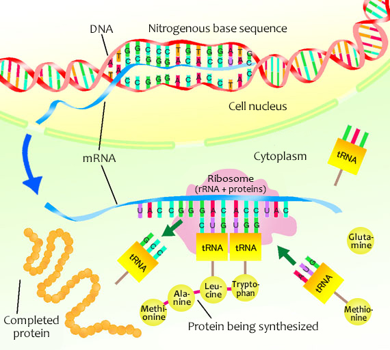 The Involvement of RNA in Protein Synthesis