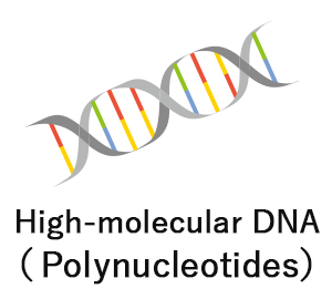 High-molecular DNA（Polynucleotides）
