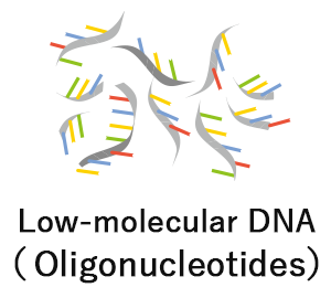 Low-molecular DNA（Oligonucleotides）