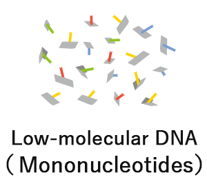 Low-molecular DNA（Mononucleotides）