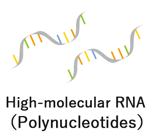 High-molecular RNA（Polynucleotides）